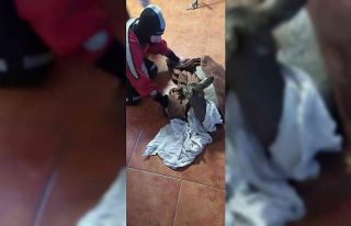 Polonya’da buz tutmuş nehre saplanan karacayı...