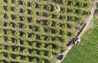 Portakal üreticisi aracıdan dertli