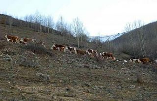 Posof’ta Aralık ayında hayvanlar merada