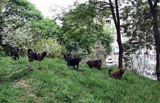 Prof. Dr. Şağdan Başkaya: “Başıboş köpeklerle...