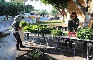 Profesör de iş insanı da doktor da pazarda sebze...