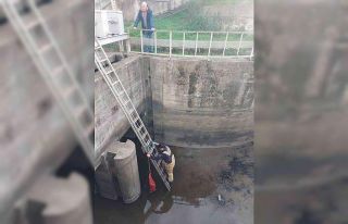 Regülatörde kedi operasyonu