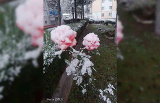 Rengarenk güller kar altında
