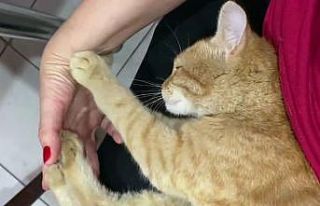 Ressam kadının sokaktan sahiplendiği kedi ‘masör’...