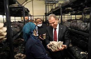 Roman aileler için kurulan mantar tesisinde ilk hasat...