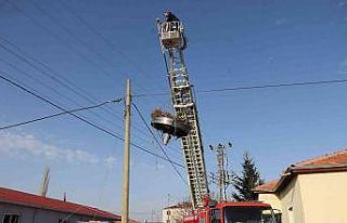Rüzgar nedeniyle yıkılan leylek yuvası onarıldı