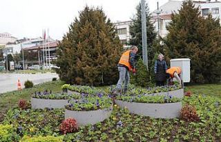 Safranbolu’da kışlık çiçeklerin dikimine başlandı
