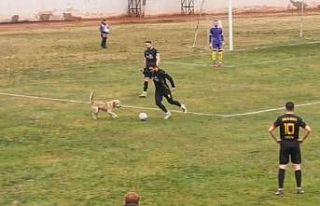 Sahaya giren köpek maçı durdurdu, renkli görüntüler...