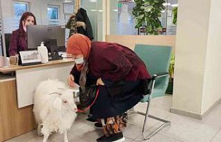 Sahibiyle birlikte vergi yatırmaya gelen sevimli...