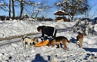 Sahipsiz hayvanlar emin ellerde