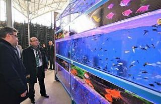 Sandıklı’da jeotermal suyla tropikal türde balık...