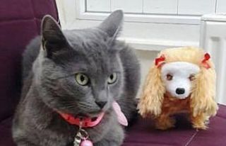 Şanslı kedi Gümüş’e 4. doğum günü partisi