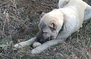 Şeker bağımlısı köpek dikkat çekiyor