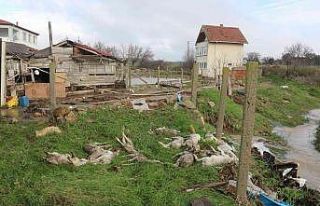 Sel duvarları yıktı, onlarca hayvan telef oldu