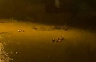 Sele kapılan kazlar kamerada