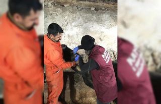 Selim’de aşılama ve kimliklendirme çalışmaları...