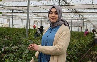 Serada topraksız gül üretti, talebe yetişemiyor