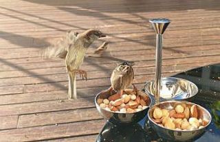 Serçelerin kuruyemiş keyfi