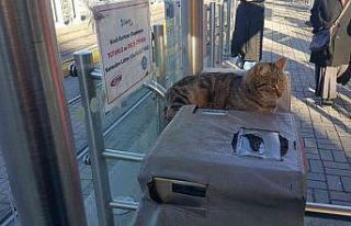 Sevimli kedi turnikenin maskotu oldu