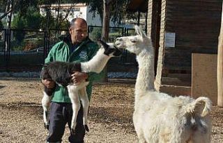 Sevimli minik lama, Tarsus Doğa Parkında hayata...