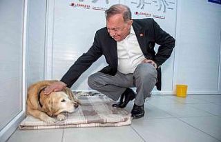 Seyhan’da 4 bin sokak hayvanı kısırlaştırıldı
