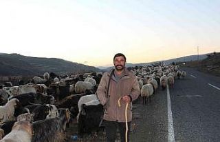 Siirt’te 10 bin lira maaşla çalıştıracak çoban...