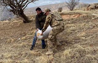 Siirt’te yaban hayvanları için doğaya yem bırakıldı