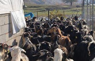 Siirt’te yetiştiriciye küçükbaş hayvan dağıtımı...