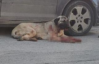 Silahla köpeği yaralayan şahıs yakalandı