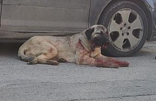 Silahla vurulan çoban köpeği için seferber oldular