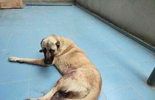 Silahla yaralanan köpeğin sahibinden tepki