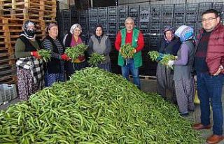 Silifke’den Irak’a bakla ihracatı başladı