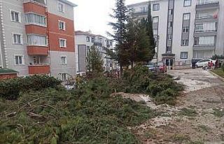 Sincan’da kesilen ağaçlar site sakinlerini birbirine...