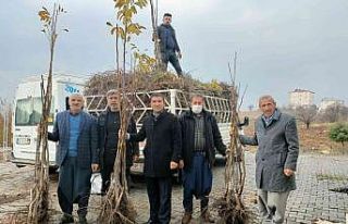 Sincik ilçesinde ceviz ve badem fidanı dağıtıldı