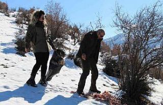 Şırnak’ta yaban hayvanları için yem bırakıldı