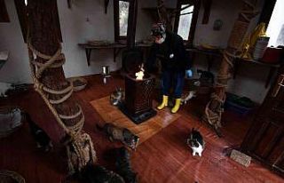 Sobalar engelli kediler için yandı