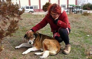 Sokak hayvanları her gün onun yolunu gözlüyor