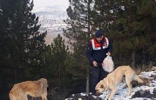 Sokak hayvanları için doğaya ekmek bırakıldı