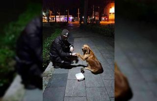 Sokak hayvanlarına bekçi şefkati