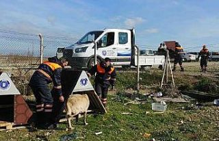Sokak hayvanlarına Büyükşehir şefkati