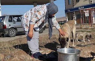 Sokak hayvanlarının bakımları için günlük 40...
