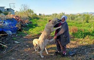 Sokak hayvanlarının Fadimeana’sı