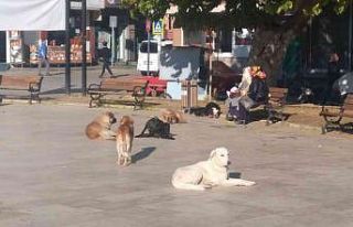 Sokak köpeklerinin saldırdığı çocuk yaralandı