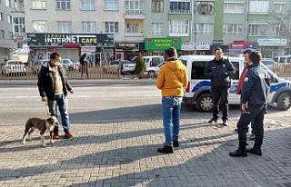 Sokakta başıboş gezen pitbul yakalanarak, barınağa...