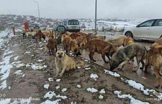 Sokakta yaşayan canlıları yalnız bırakmadılar