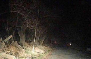 Şuhut’ta lodos ağaçları kökünden devirdi