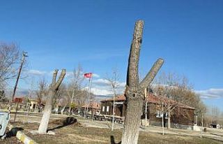 Sultan Sazlığı’nda sonbahar temizliği