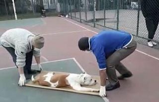 Sultangazi’de basketbol oynayan iki çocuğa pitbull...