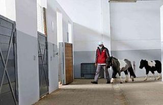 Sultangazi’de binicilik tesislerindeki atların...