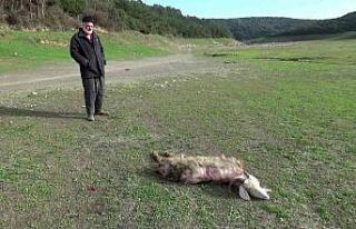 Sultangazi’de köpeklerin saldırısına uğrayan...